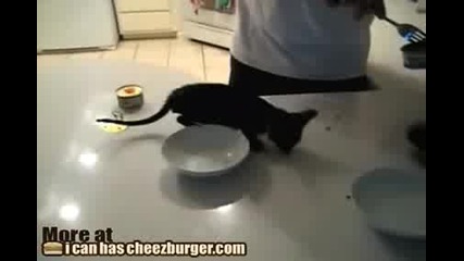 Гладно коте,захапва консерва ,не я пуска! Смях!
