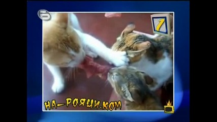 На - рояци.ком / Господари на ефира 15/10/2009 /