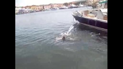 [авторски Луд скача за риба