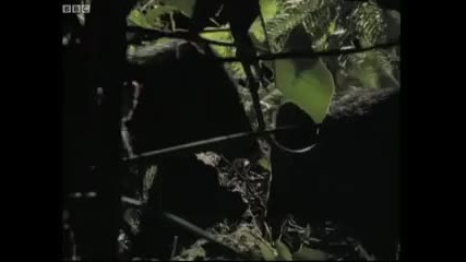 Jaguar hunting at night - Jungle Nights - Bbc Earth 