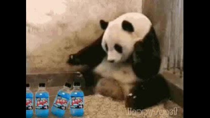 Crazy Panda Making Soda.flv