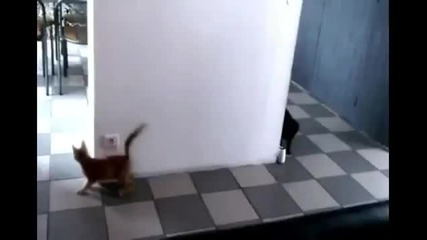 Коте се опитва да изненада приятелчето си... но стана обратното! :d