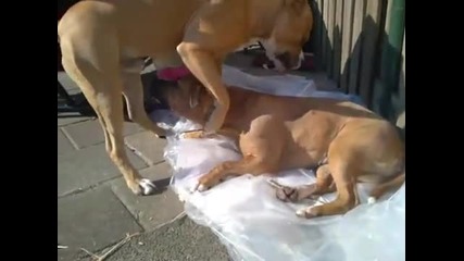 Pitbull sex