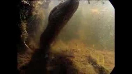 Anaconda Stalks Worlds Largest Rodent