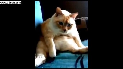 Котка хълцане и пърди едновременно