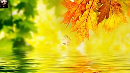 Бесплатно - Осенние листья
