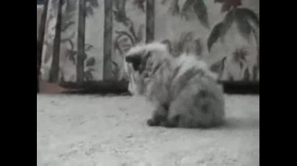 Много сладко котенце :ppp