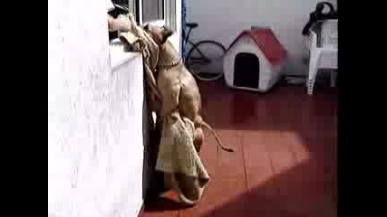 Pit Bull Argentina - Perla Hot