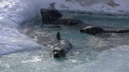 Maruyama Zoo - Тюлени