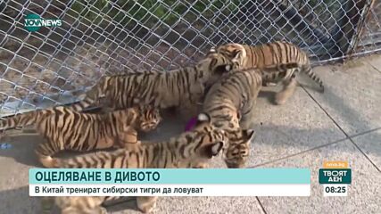 В Китай тренират сибирски тигри да ловуват