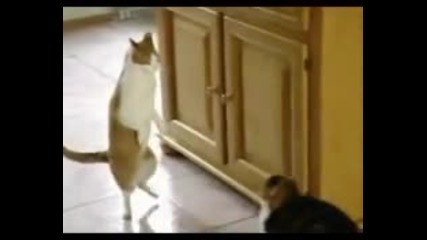 Котка танцува на хаус 