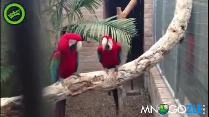 Папагали се кефят на рап
