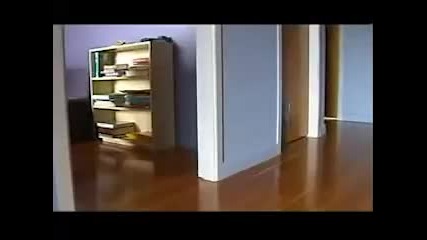 Дрифтиращите котки - смях