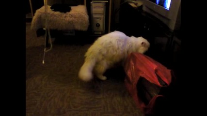 Нани - игриво коте