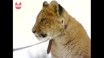 Liger Lives In Russian vbox7 