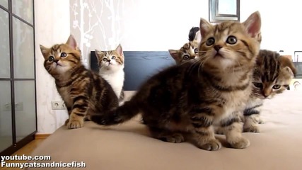 Котета танцуват в синхрон
