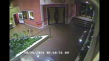 Луд елен атакува хотелско лоби