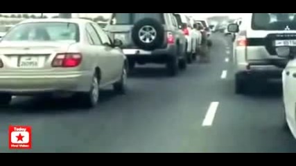Тигър се движи необезпокоявано между автомобили при задръстване на магистрала в Катар - Доха