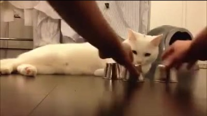 Тая котка ще ви смае с уменията си !