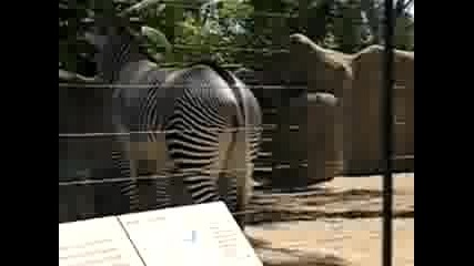 Зебра В Зоопарка На Сан Диего