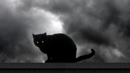 Delta Moon - Black Cat Oil