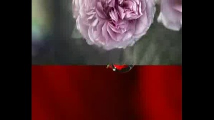 Tango De La Rosa