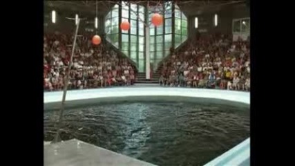 Шоуто на делфините във Варненския делфинариум