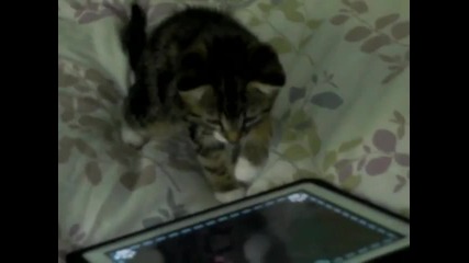 Коте и ipad, Game For Cats