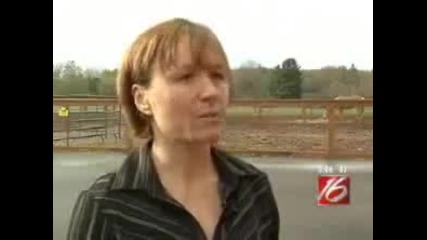 Horse Running on a Treadmill