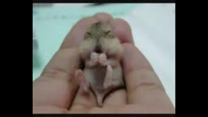 Odd Animals