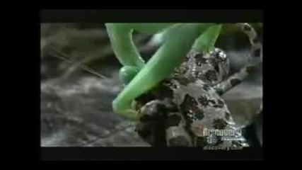 Mantis Vs Snake