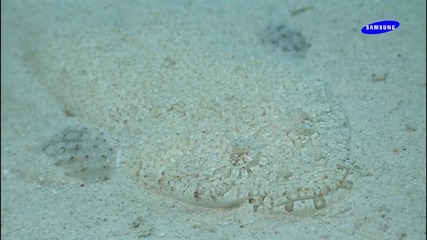 Красотата на природата - Морски Свят