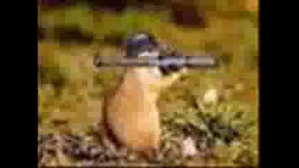 Funny Hamster - Hamster Dance
