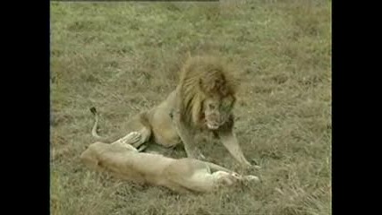 Секс За Секунди (лъвове)