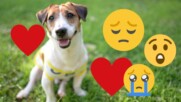 Вечна лоялност: Куче пази тялото на загиналия си стопанин 2 месеца!