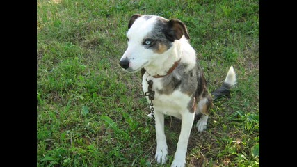 my dog