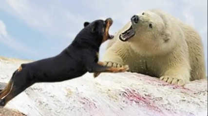 Ротвайлер срещу Полярна мечка