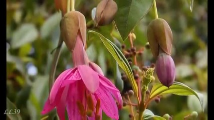 O singura voce - Ernesto Cortazar - Flori pentru prieteni