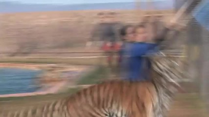 Tigers in Action at Out of Africa Wildlife Park (tiger Splash Part 2)