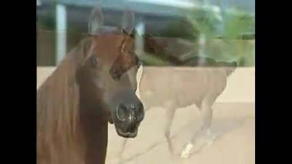 Beautiful mare 