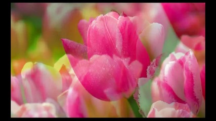 Pretty Tulips / Caravelli Orchestra