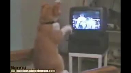 Котка фен на бокса 