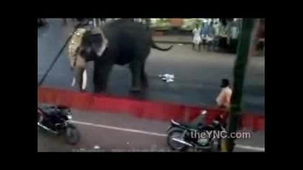 ядосани слонове атакуват голяма тълпа от хора