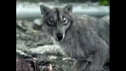 Animal Face - Off - Wolf vs. Cougar