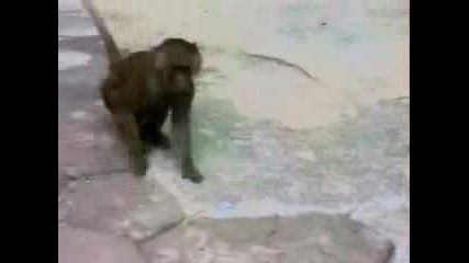 Маймунка се стряска от себе си :) 