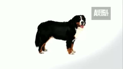 Dogs 101 - Bernese Mountain Dog 