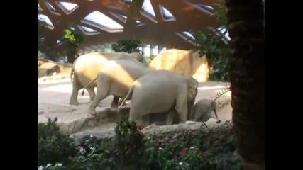 Слонове оказват бърза помощ на падналото си бебе да се изправи на крака!