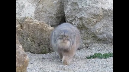 Любопитна дива котка