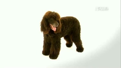 Dogs 101 - Irish Water Spaniel 