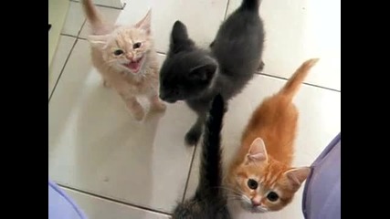 Четири гладни котета